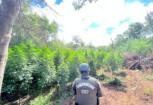 HISTÓRICO OPERATIVO ANTIDROGAS EN PEMUCO: INCAUTAN MÁS DE 19 MIL PLANTAS DE CANNABIS Y 308 KILOS DE MARIHUANA