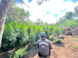 HISTÓRICO OPERATIVO ANTIDROGAS EN PEMUCO: INCAUTAN MÁS DE 19 MIL PLANTAS DE CANNABIS Y 308 KILOS DE MARIHUANA