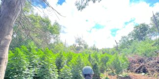 HISTÓRICO OPERATIVO ANTIDROGAS EN PEMUCO: INCAUTAN MÁS DE 19 MIL PLANTAS DE CANNABIS Y 308 KILOS DE MARIHUANA