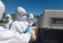 SAG CONFIRMA PRIMER CASO DE INFLUENZA AVIAR ALTAMENTE PATÓGENA EN AVES DE TRASPATIO EN LA REGIÓN DE ÑUBLE