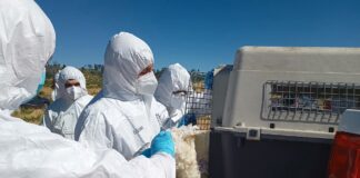 SAG CONFIRMA PRIMER CASO DE INFLUENZA AVIAR ALTAMENTE PATÓGENA EN AVES DE TRASPATIO EN LA REGIÓN DE ÑUBLE